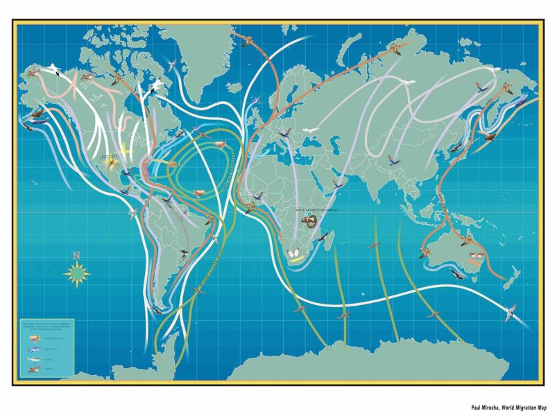 Mapa de migración