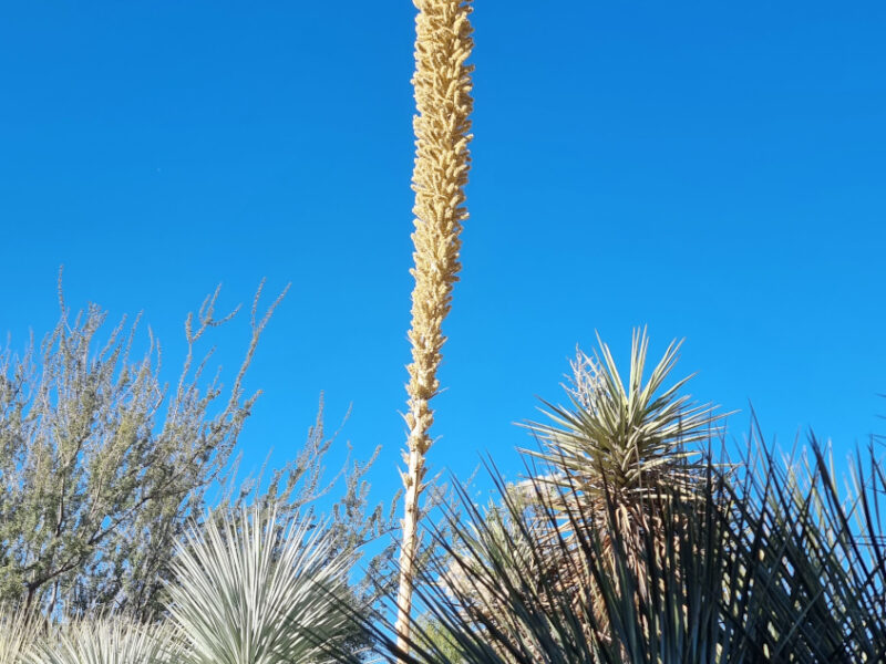 Yucca / Yucca