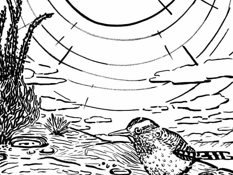 Cactus Wren and Hueco Coloring Page, 2022